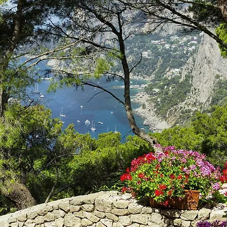 - Polifemo Willa *